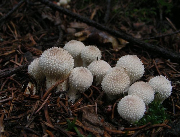 Escursione a 1500/1800,tanti funghi